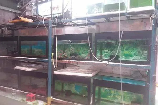 Image of: Ampanat Aquarium